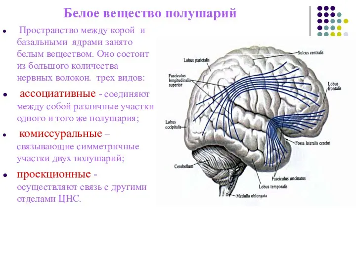 Белое вещество полушарий Пространство между корой и базальными ядрами занято