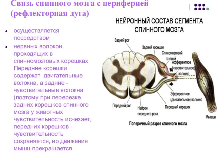 Связь спинного мозга с периферией (рефлекторная дуга) осуществляется посредством нервных