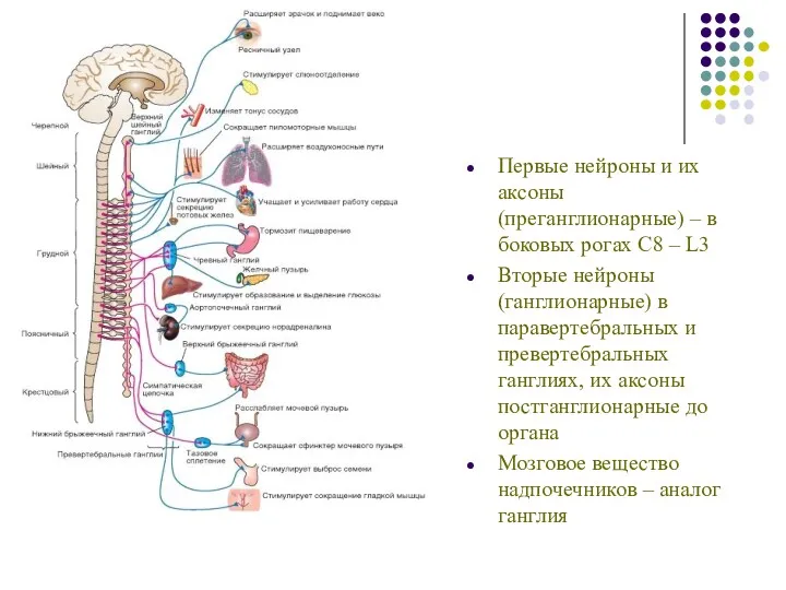 Первые нейроны и их аксоны (преганглионарные) – в боковых рогах