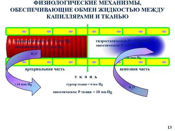 ФИЗИОЛОГИЧЕСКИЕ МЕХАНИЗМЫ, ОБЕСПЕЧИВАЮЩИЕ ОБМЕН ЖИДКОСТЬЮ МЕЖДУ КАПИЛЛЯРАМИ И ТКАНЬЮ артериальная