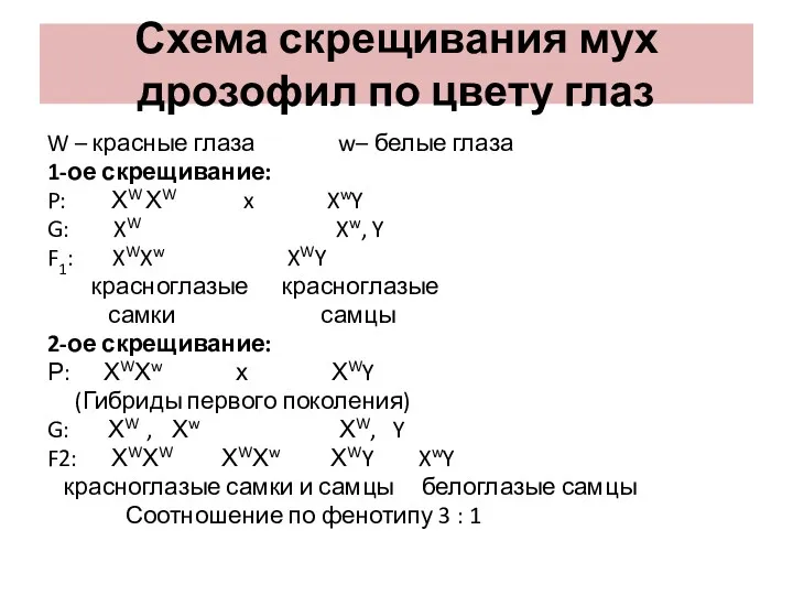 Схема скрещивания мух дрозофил по цвету глаз W – красные глаза w– белые