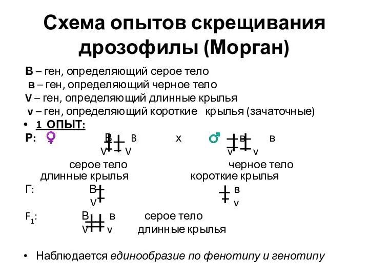 Схема опытов скрещивания дрозофилы (Морган) В – ген, определяющий серое тело в –