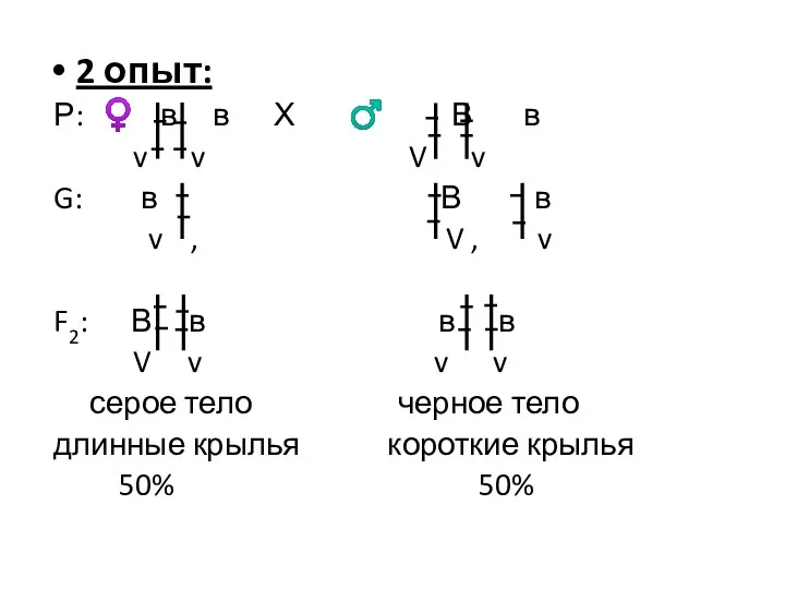 2 опыт: Р: ♀ в в Х ♂ В в v v V