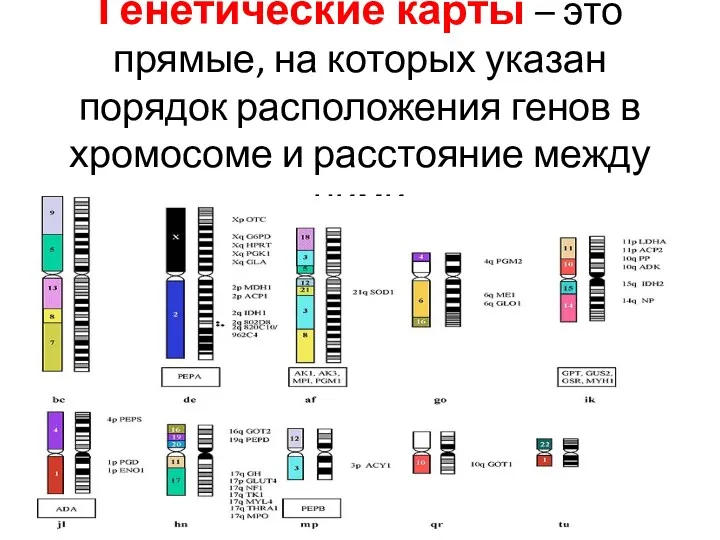 Генетические карты – это прямые, на которых указан порядок расположения генов в хромосоме