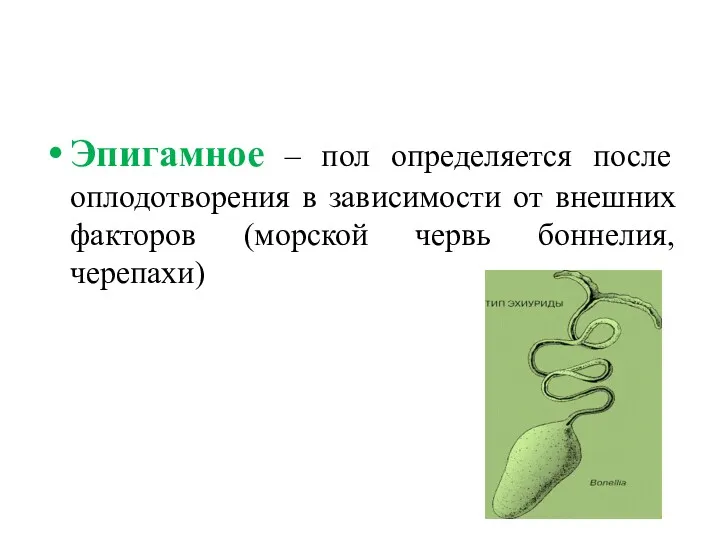 Эпигамное – пол определяется после оплодотворения в зависимости от внешних факторов (морской червь боннелия, черепахи)