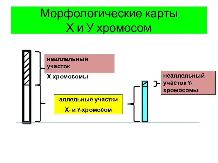 Морфологические карты Х и У хромосом неаллельный участок Х-хромосомы аллельные