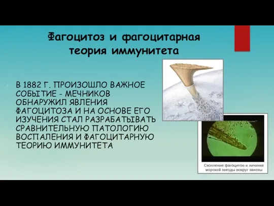 Фагоцитоз и фагоцитарная теория иммунитета В 1882 Г. ПРОИЗОШЛО ВАЖНОЕ