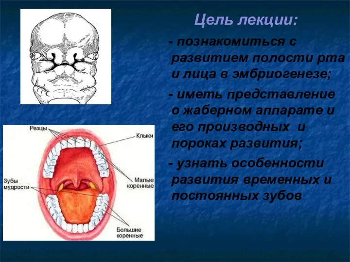Цель лекции: - познакомиться с развитием полости рта и лица