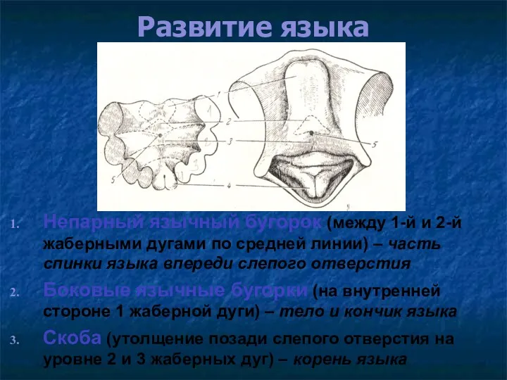 Развитие языка Непарный язычный бугорок (между 1-й и 2-й жаберными