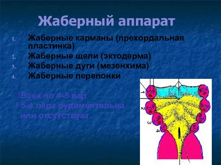 Жаберный аппарат Жаберные карманы (прехордальная пластинка) Жаберные щели (эктодерма) Жаберные