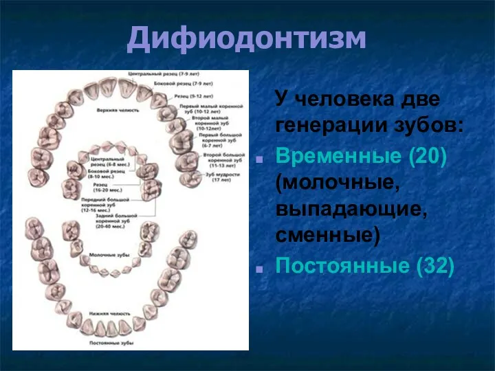 Дифиодонтизм У человека две генерации зубов: Временные (20) (молочные, выпадающие, сменные) Постоянные (32)