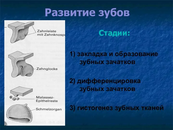 Развитие зубов Стадии: 1) закладка и образование зубных зачатков 2)