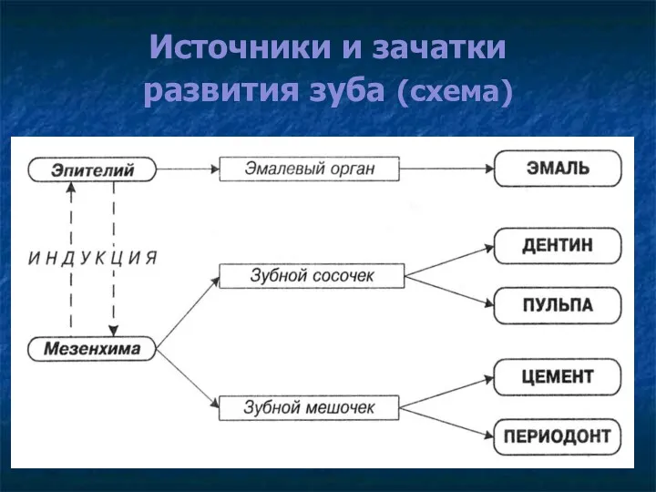 Источники и зачатки развития зуба (схема)