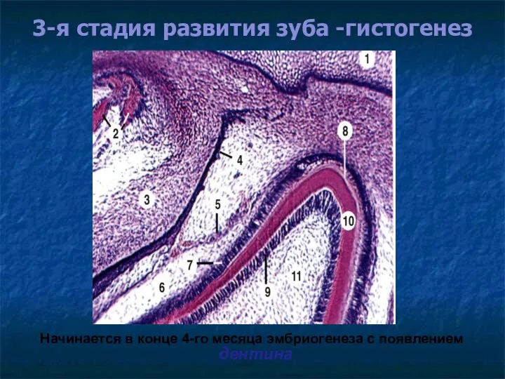 3-я стадия развития зуба -гистогенез Начинается в конце 4-го месяца эмбриогенеза с появлением дентина