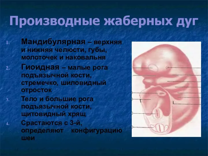 Производные жаберных дуг Мандибулярная – верхняя и нижняя челюсти, губы,