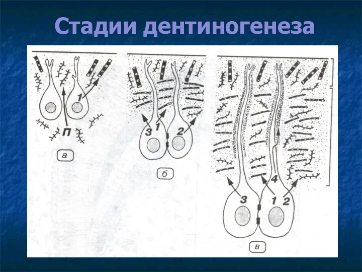 Стадии дентиногенеза