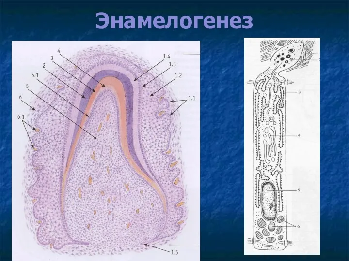 Энамелогенез