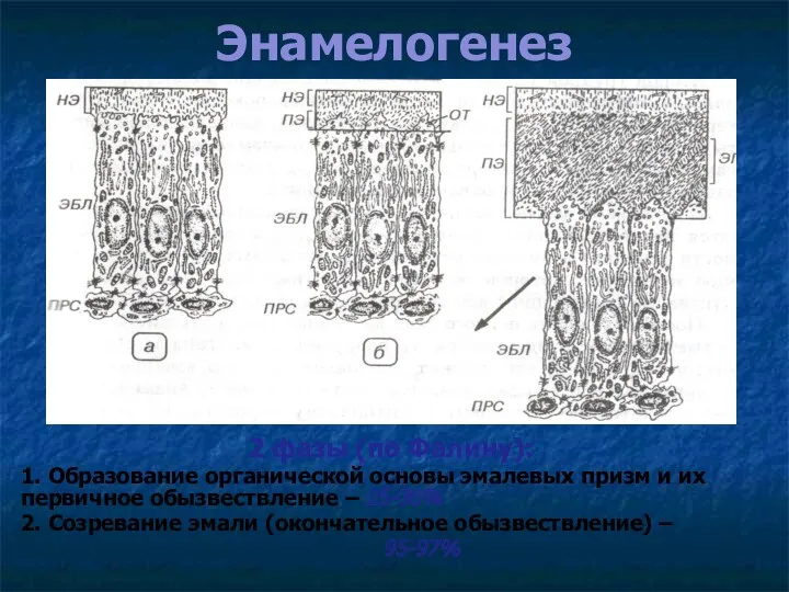 Энамелогенез 2 фазы (по Фалину): 1. Образование органической основы эмалевых
