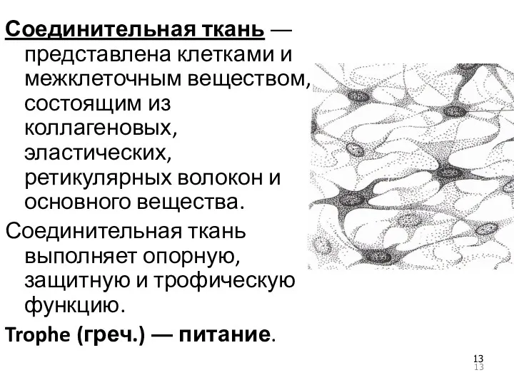 Соединительная ткань ― представлена клетками и межклеточным веществом, состоящим из коллагеновых, эластических, ретикулярных