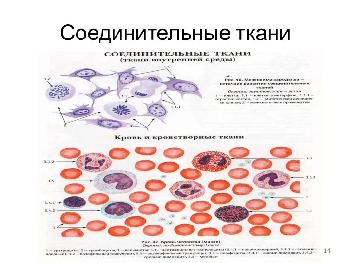 Соединительные ткани