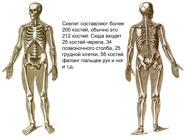 Скелет составляют более 200 костей, обычно это 212 костей. Сюда входят 25 костей