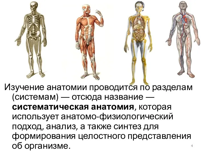 Изучение анатомии проводится по разделам (системам) ― отсюда название ― систематическая анатомия, которая