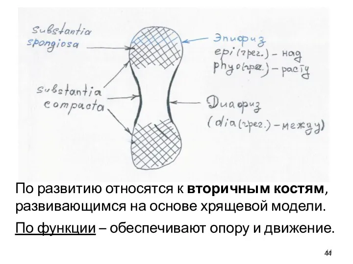 По развитию относятся к вторичным костям, развивающимся на основе хрящевой модели. По функции