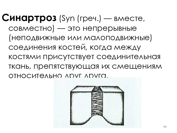 Синартроз (Syn (греч.) — вместе, совместно) — это непрерывные (неподвижные или малоподвижные) соединения