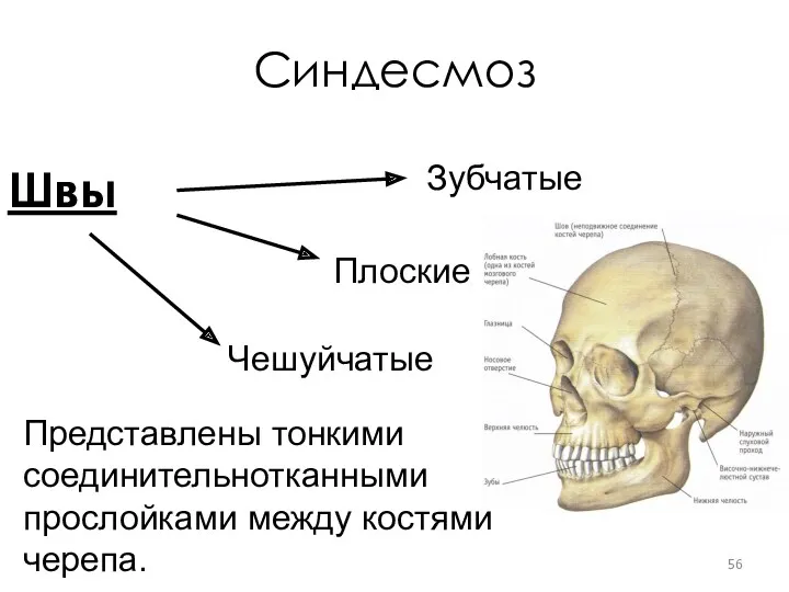 Синдесмоз Швы Зубчатые Плоские Чешуйчатые Представлены тонкими соединительнотканными прослойками между костями черепа.