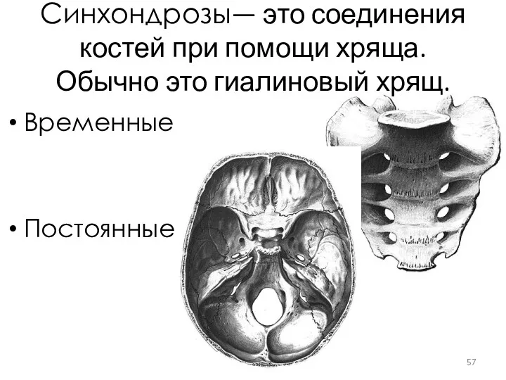 Синхондрозы— это соединения костей при помощи хряща. Обычно это гиалиновый хрящ. Временные Постоянные