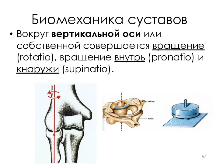 Биомеханика суставов Вокруг вертикальной оси или собственной совершается вращение (rotatio), вращение внутрь (pronatio) и кнаружи (supinatio).