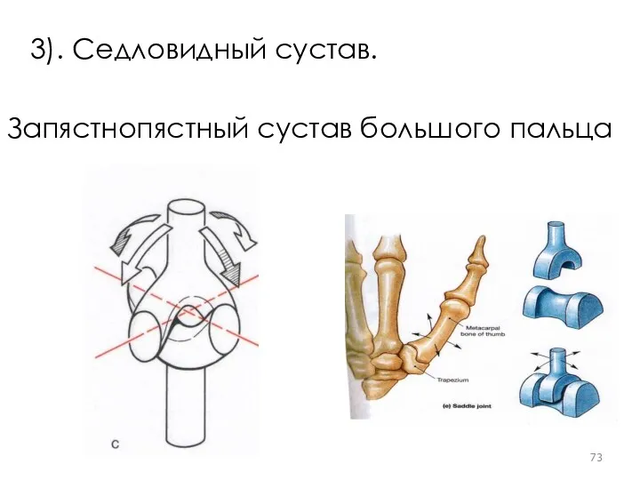 3). Седловидный сустав. Запястнопястный сустав большого пальца