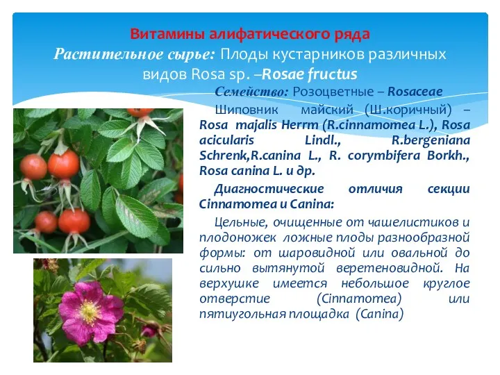 Семейство: Розоцветные – Rosaceae Шиповник майский (Ш.коричный) – Rosa majalis