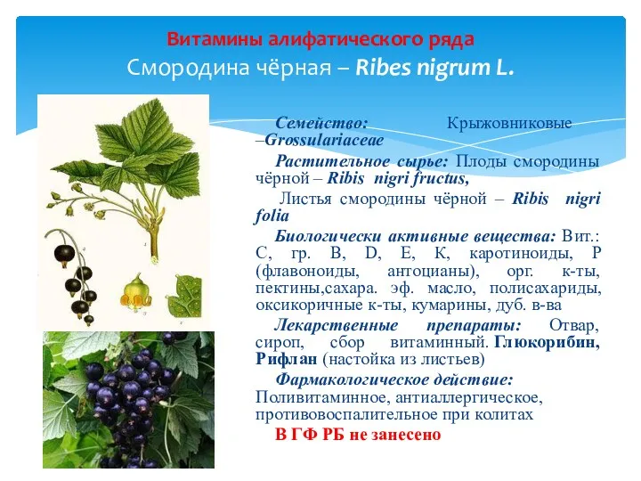 Семейство: Крыжовниковые –Grossulariaceae Растительное сырье: Плоды смородины чёрной – Ribis