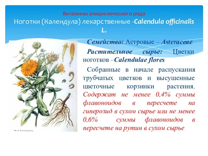 Семейство: Астровые – Asteraceae Растительное сырье: Цветки ноготков –Calendulae flores