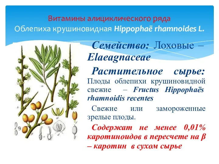 Семейство: Лоховые – Elaeagnaceae Растительное сырье: Плоды облепихи крушиновидной свежие