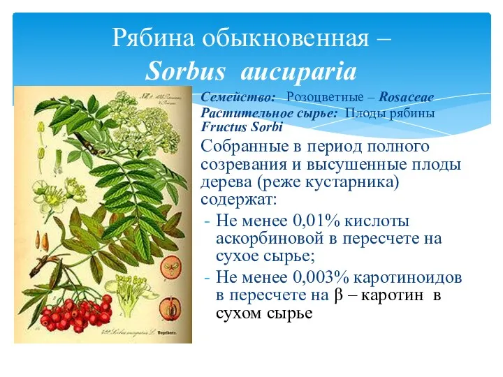 Семейство: Розоцветные – Rosaceae Растительное сырье: Плоды рябины Fructus Sorbi