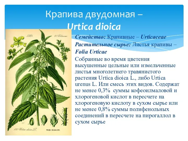 Семейство: Крапивные – Urticaceae Растительное сырье: Листья крапивы – Folia