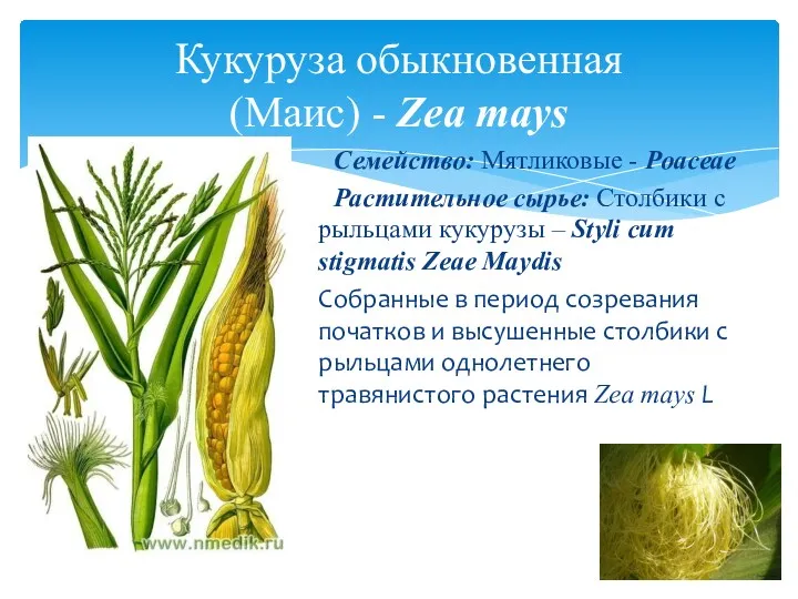 Семейство: Мятликовые - Poaceae Растительное сырье: Столбики с рыльцами кукурузы