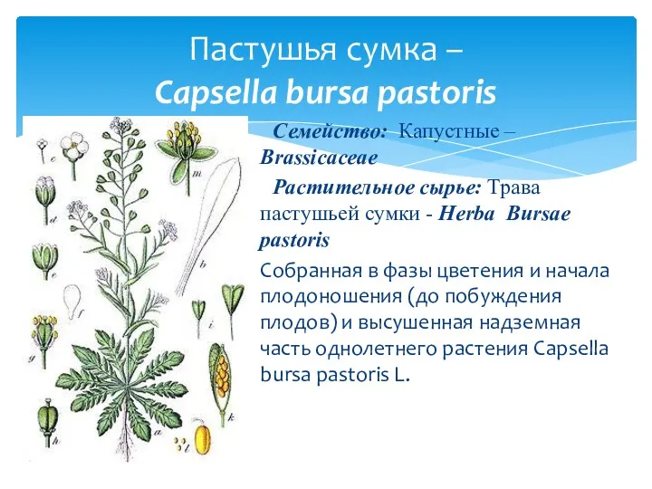 Семейство: Капустные – Brassicaceae Растительное сырье: Трава пастушьей сумки -