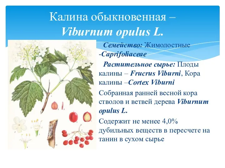 Семейство: Жимолостные -Caprifoliaceae Растительное сырье: Плоды калины – Frucrus Viburni,