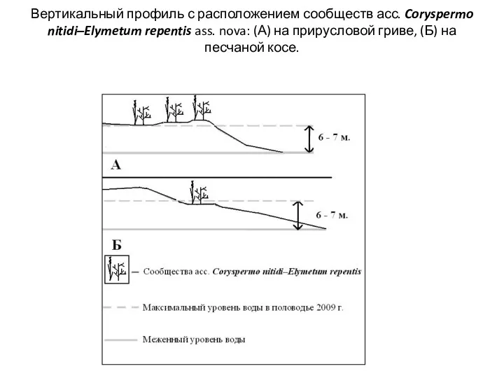 Вертикальный профиль с расположением сообществ асс. Coryspermo nitidi–Elymetum repentis ass.