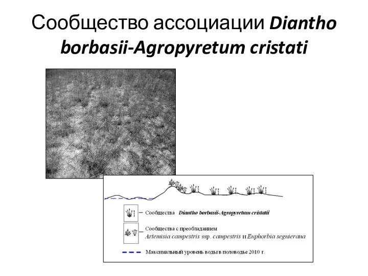 Сообщество ассоциации Diantho borbasii-Agropyretum cristati