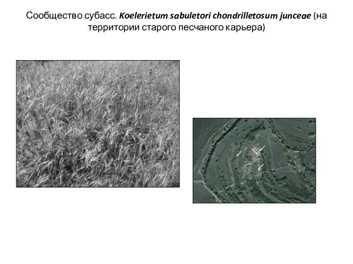 Сообщество субасс. Koelerietum sabuletori chondrilletosum junceae (на территории старого песчаного карьера)