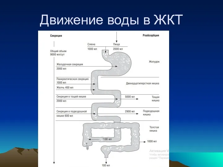 Движение воды в ЖКТ