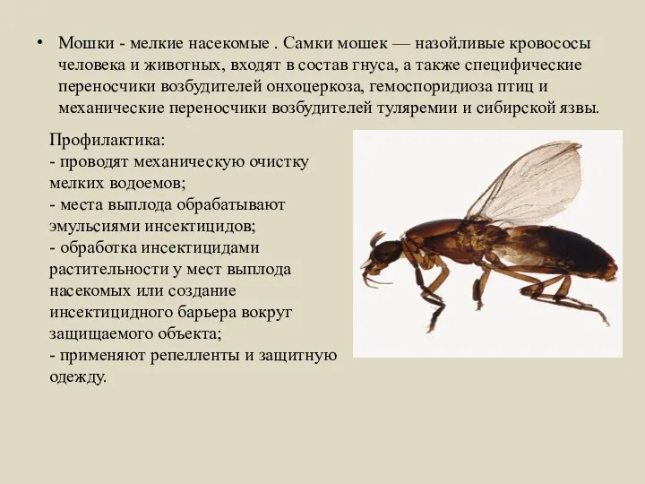 Мошки - мелкие насекомые . Самки мошек — назойливые кровососы