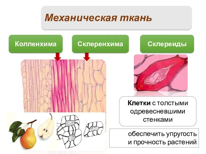 Механическая ткань Склереиды обеспечить упругость и прочность растений Клетки с толстыми одревесневшими стенками Склеренхима Колленхима