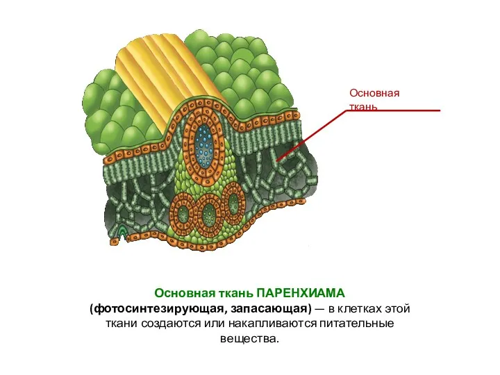 Основная ткань ПАРЕНХИАМА (фотосинтезирующая, запасающая) — в клетках этой ткани создаются или накапливаются питательные вещества.