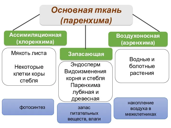 Водные и болотные растения Эндосперм Видоизменения корня и стебля Паренхима