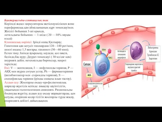 Бактериальды-септикалық шок Көрінеді жедел циркуляторлы жетіспеушілікпен және перифериялық қан айналымының